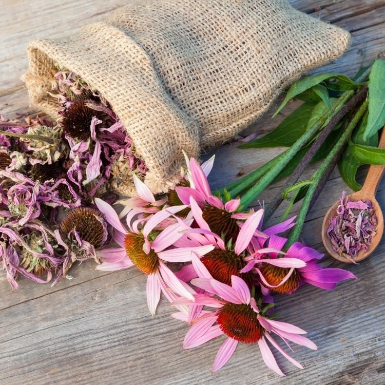5 Benefits of Echinacea - Utzy Naturals