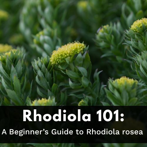 Rhodiola 101: A Beginner’s Guide - Utzy Naturals