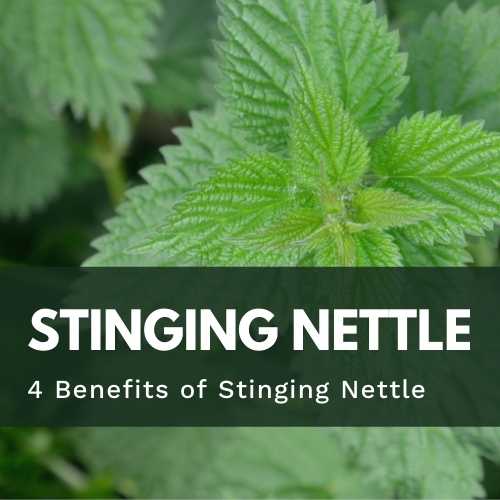 4 Benefits of Stinging Nettles