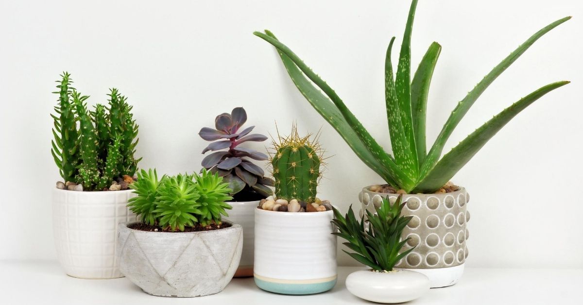 The 7 Best Air Purifying Plants - Utzy Naturals