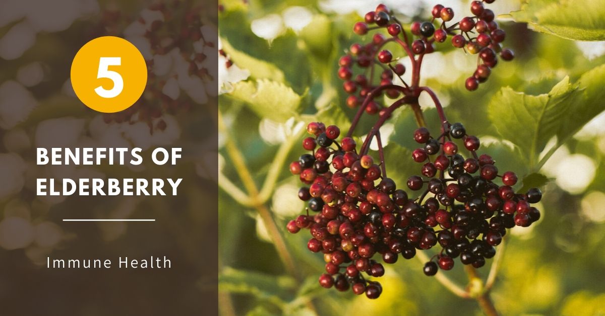 The Benefits of Elderberry - Utzy Naturals