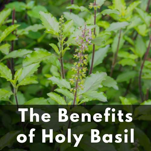 The Benefits of Holy Basil