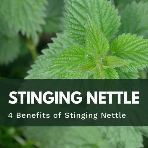 4 Benefits of Stinging Nettles - Utzy Naturals