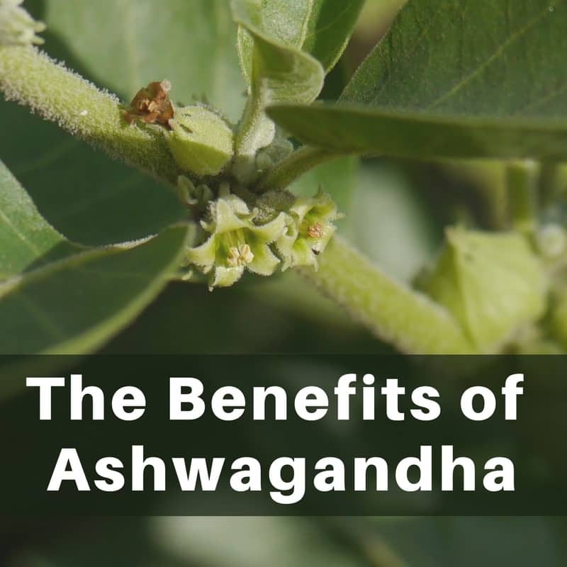 The Health Benefits of Ashwagandha
