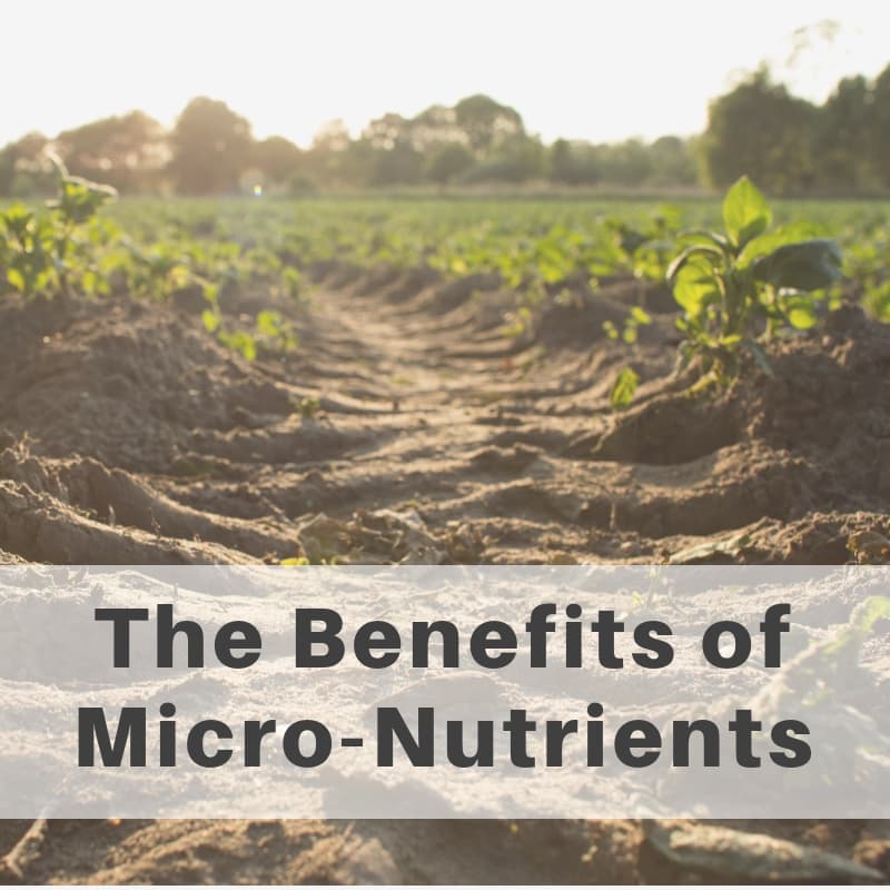 The Benefits of Micronutrients