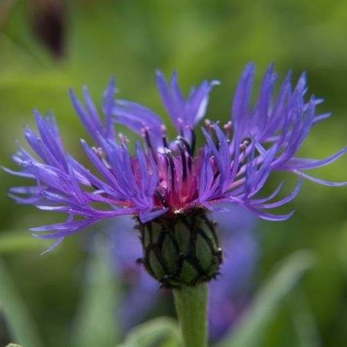 3 Benefits of Devil's Claw
