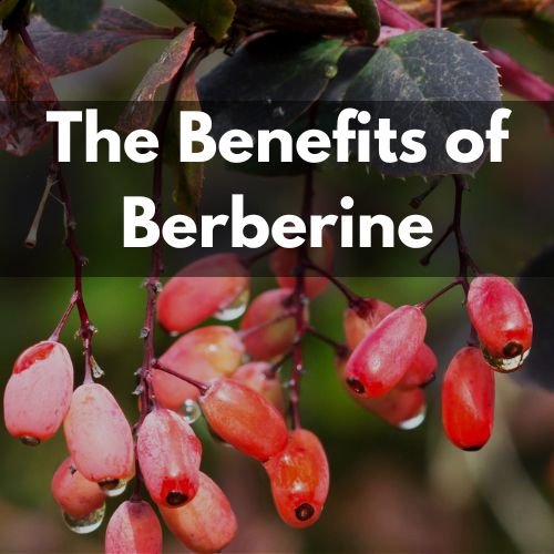 Berberine: Potential Health Benefits, Safety, & Usage