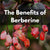 Berberine: Potential Health Benefits, Safety, & Usage