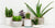 The 7 Best Air Purifying Plants - Utzy Naturals