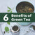 The Benefits of Green Tea - Utzy Naturals