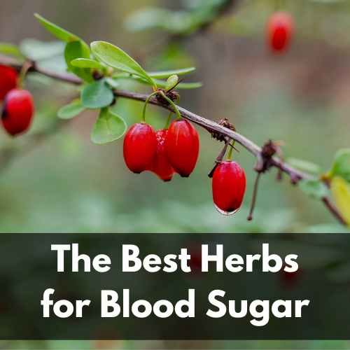 The Best Herbs for Blood Sugar Support