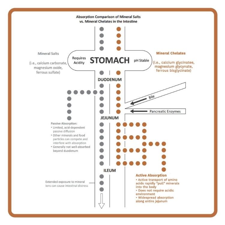 Protéo - Zinc - Utzy Naturals